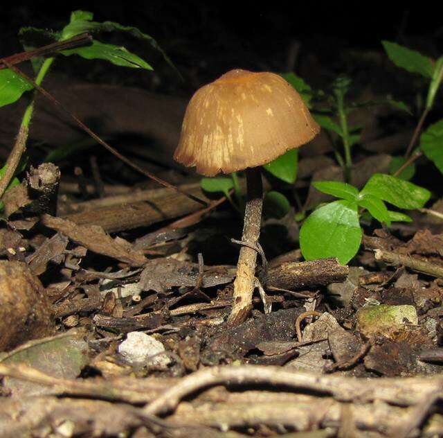 Image of Psilocybe zapotecorum R. Heim 1957