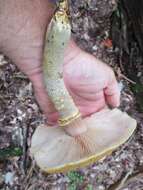 Image of Honey Fungus