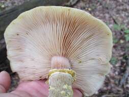 Image of Honey Fungus