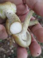 Image of Honey Fungus