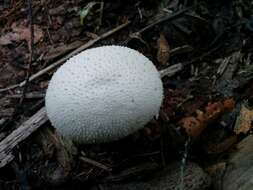 Imagem de Lycoperdon