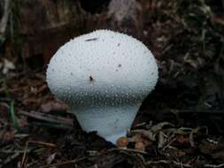 Imagem de Lycoperdon