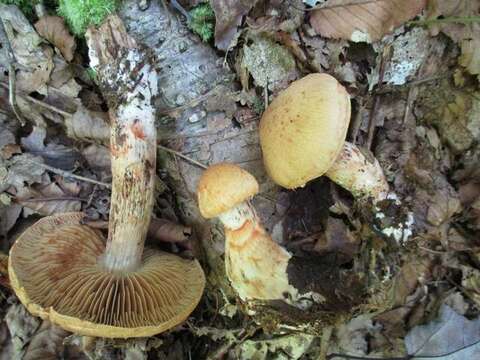 Image of Cortinarius armillatus (Fr.) Fr. 1838