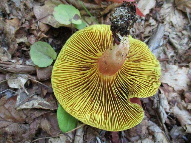 Imagem de Phylloporus