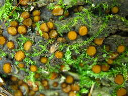 Image of Scutellinia (Cooke) Lambotte