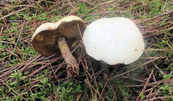 Image of Slippery white bolete