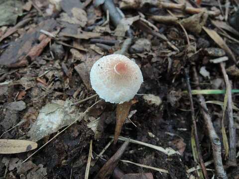 Слика од Lepiota