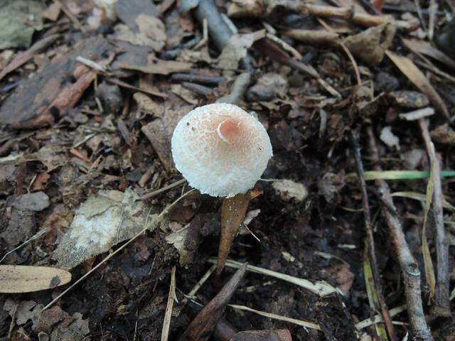 Image de Lepiota