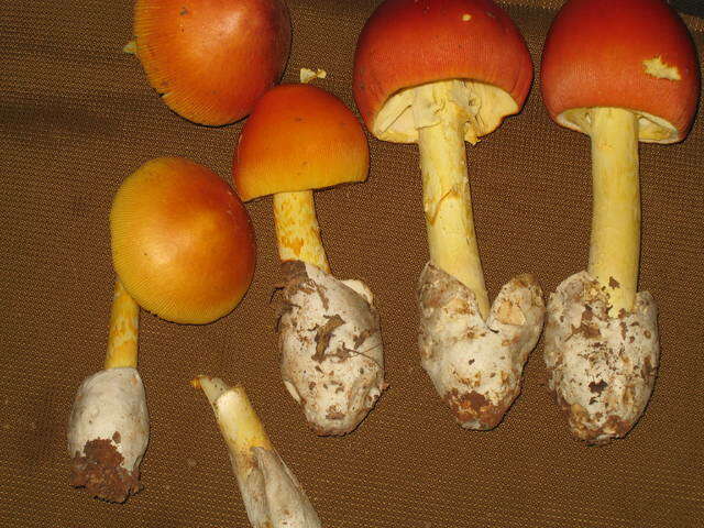 Imagem de Amanita jacksonii Pomerl. 1984