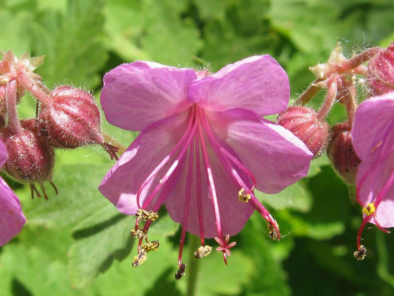 Image of <i>Geranium</i> × <i>cantabrigiense</i>