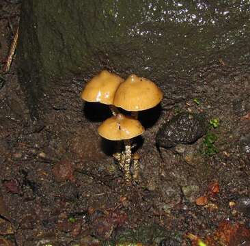 Image of Psilocybe zapotecorum R. Heim 1957