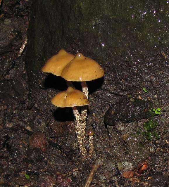 Image of Psilocybe zapotecorum R. Heim 1957