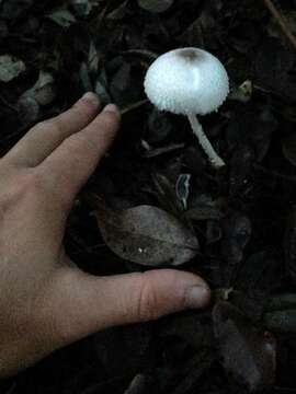 Слика од Leucocoprinus