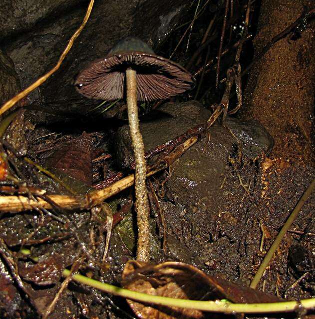 Image of Psilocybe zapotecorum R. Heim 1957