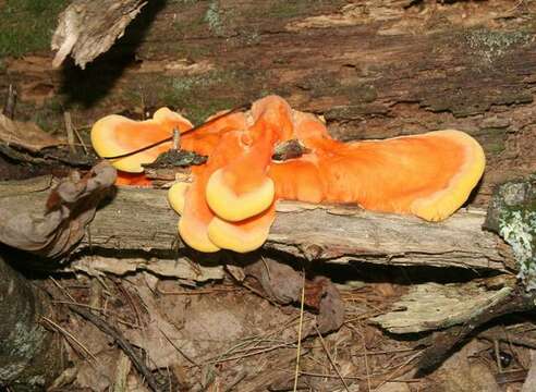 Image de Laetiporus