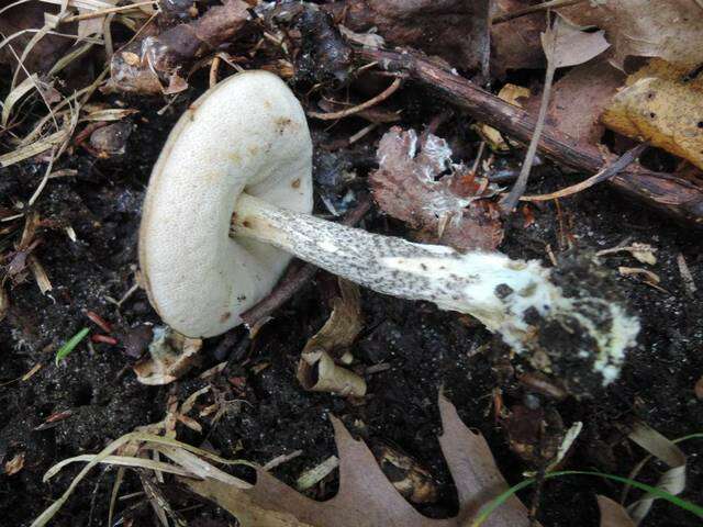 Image of Leccinum snellii A. H. Sm., Thiers & Watling 1967