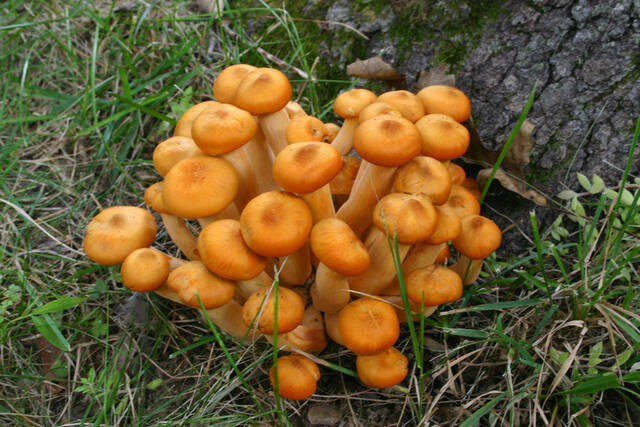 Image of Omphalotus