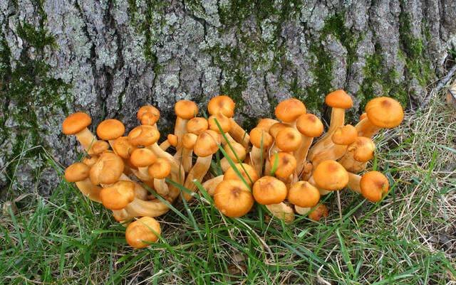 Image of Omphalotus