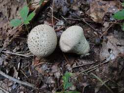 Imagem de Lycoperdon