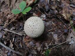 Imagem de Lycoperdon