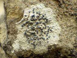 Image of diplotomma lichen