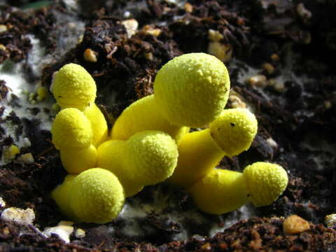 Image of Leucocoprinus