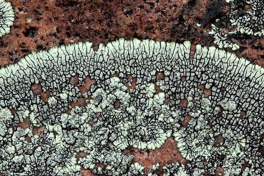 Image of mountain lichen