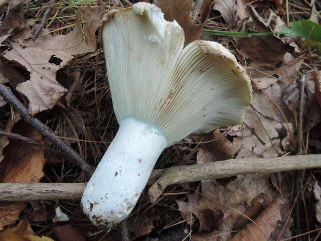 Russula brevipes Peck 1890 resmi