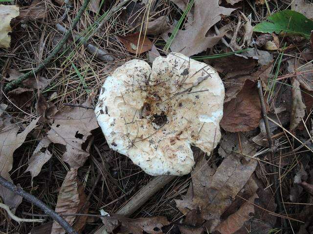 Russula brevipes Peck 1890 resmi