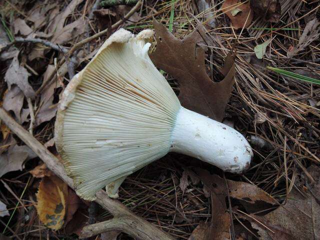 Russula brevipes Peck 1890 resmi