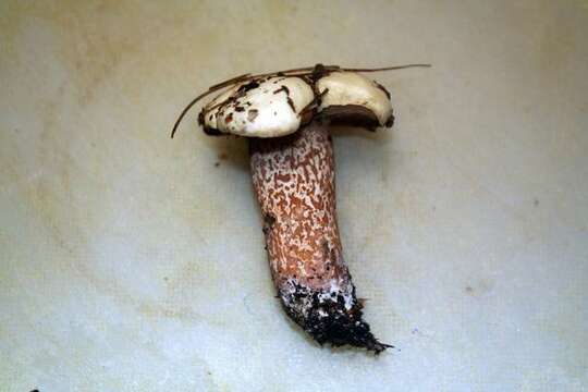 Image of Slippery white bolete