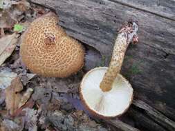 Слика од Leucopholiota