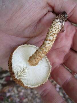 Image of Leucopholiota