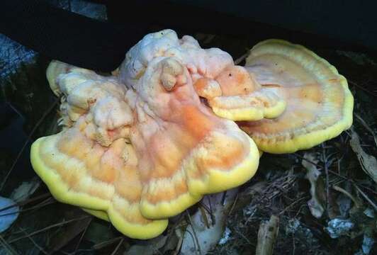 Image of Laetiporus