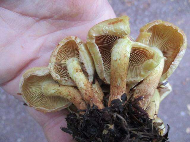 Image of Pholiota