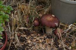 Image of Stropharia