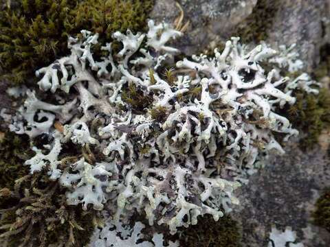 Image of Powder-headed tube lichen