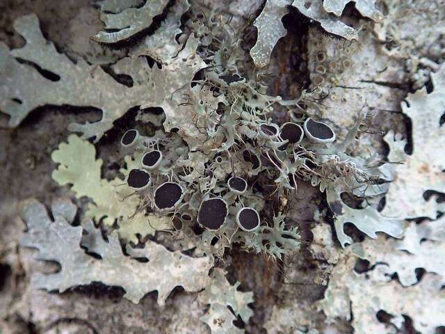 Image of rosette lichen