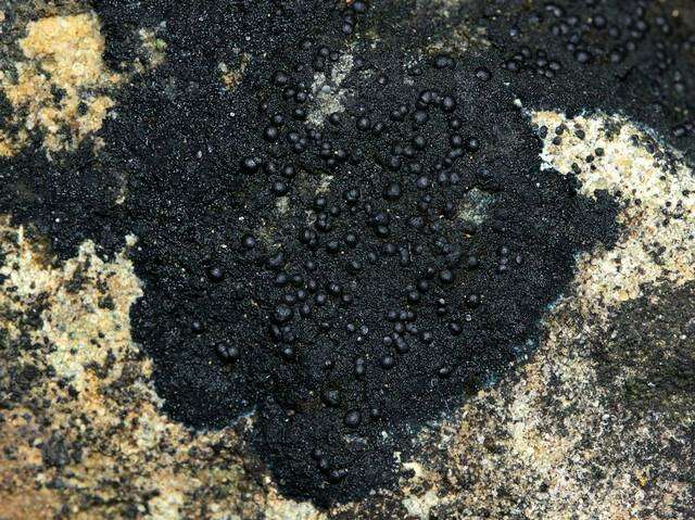 Image of Blackthread lichen