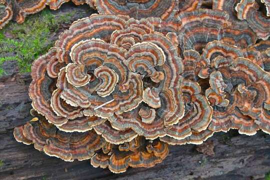 Image of Trametes