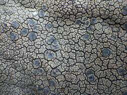 Image of crater lichen