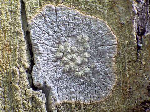 Image of varicellaria lichen