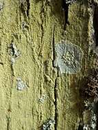 Image of varicellaria lichen
