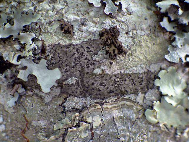 Image of dot lichen