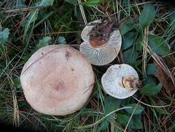 Image of Lactarius vinaceorufescens A. H. Sm. 1960