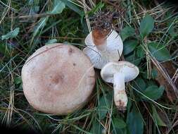 Image of Lactarius vinaceorufescens A. H. Sm. 1960