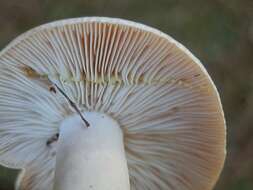 Image of Lactarius vinaceorufescens A. H. Sm. 1960