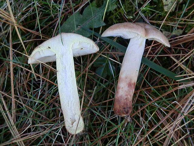 Image of Lactarius vinaceorufescens A. H. Sm. 1960