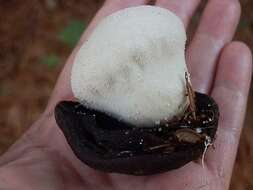 Imagem de Lycoperdon