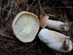 Image of Lactarius vinaceorufescens A. H. Sm. 1960